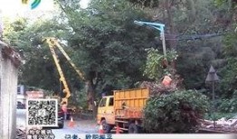 最新爆料绿山路,揭秘神秘项目背后的秘密与未来展望